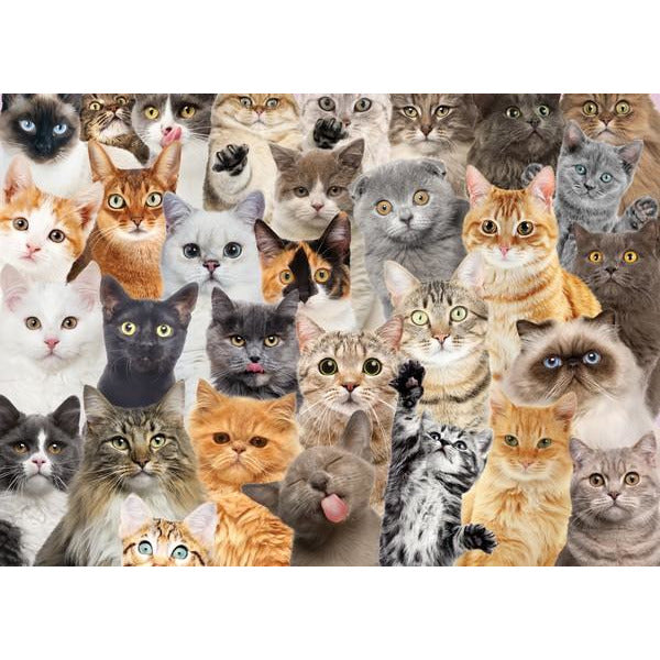 All The Cats - 1000 Pieces