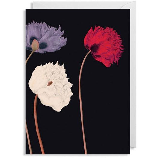 Poppies - 6376
