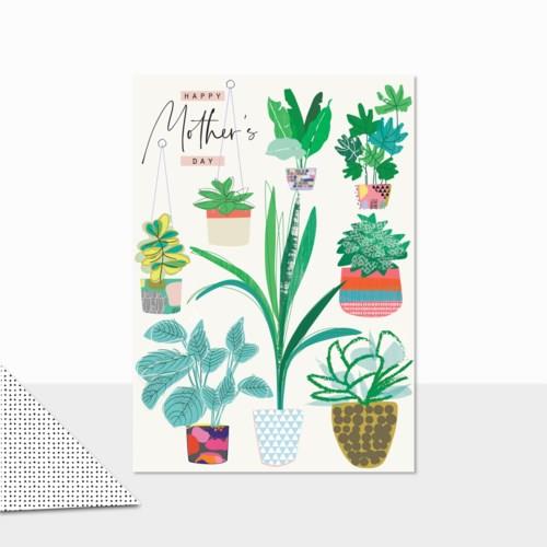 House Plant | RB24